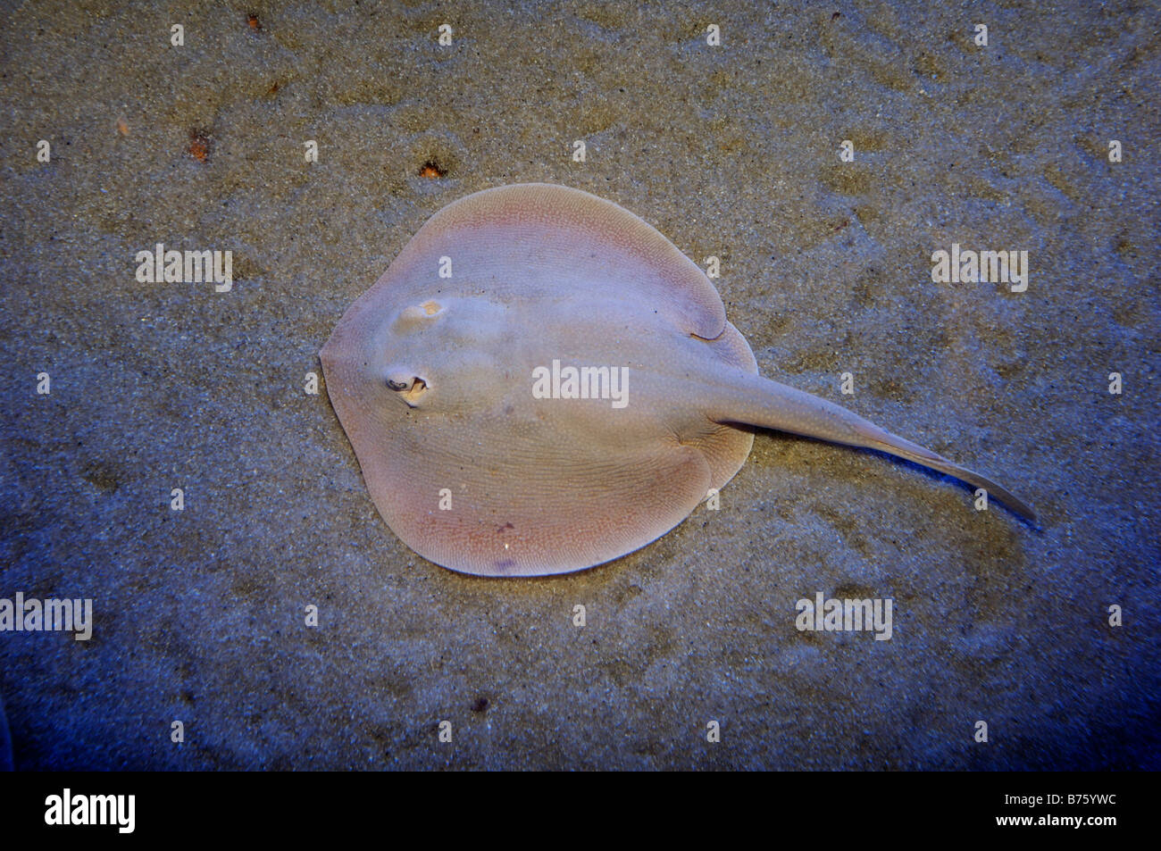 Urobatis stingray ronde captive halleri Banque D'Images