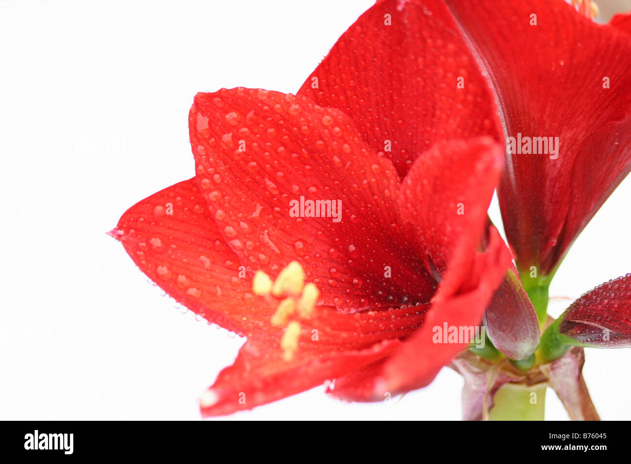 Des gouttelettes fleur Hippeastrum hybr Banque D'Images