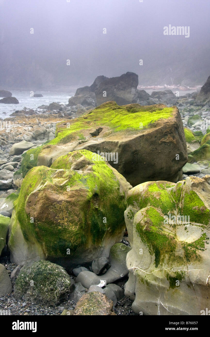 Des roches couvertes d'algues au point de fraises dans la région de Olympic National Park Washington Banque D'Images