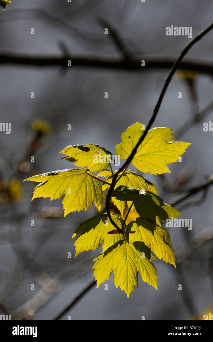 Les feuilles de platane rétroéclairé, Acer pseudoplatanus, au printemps Banque D'Images