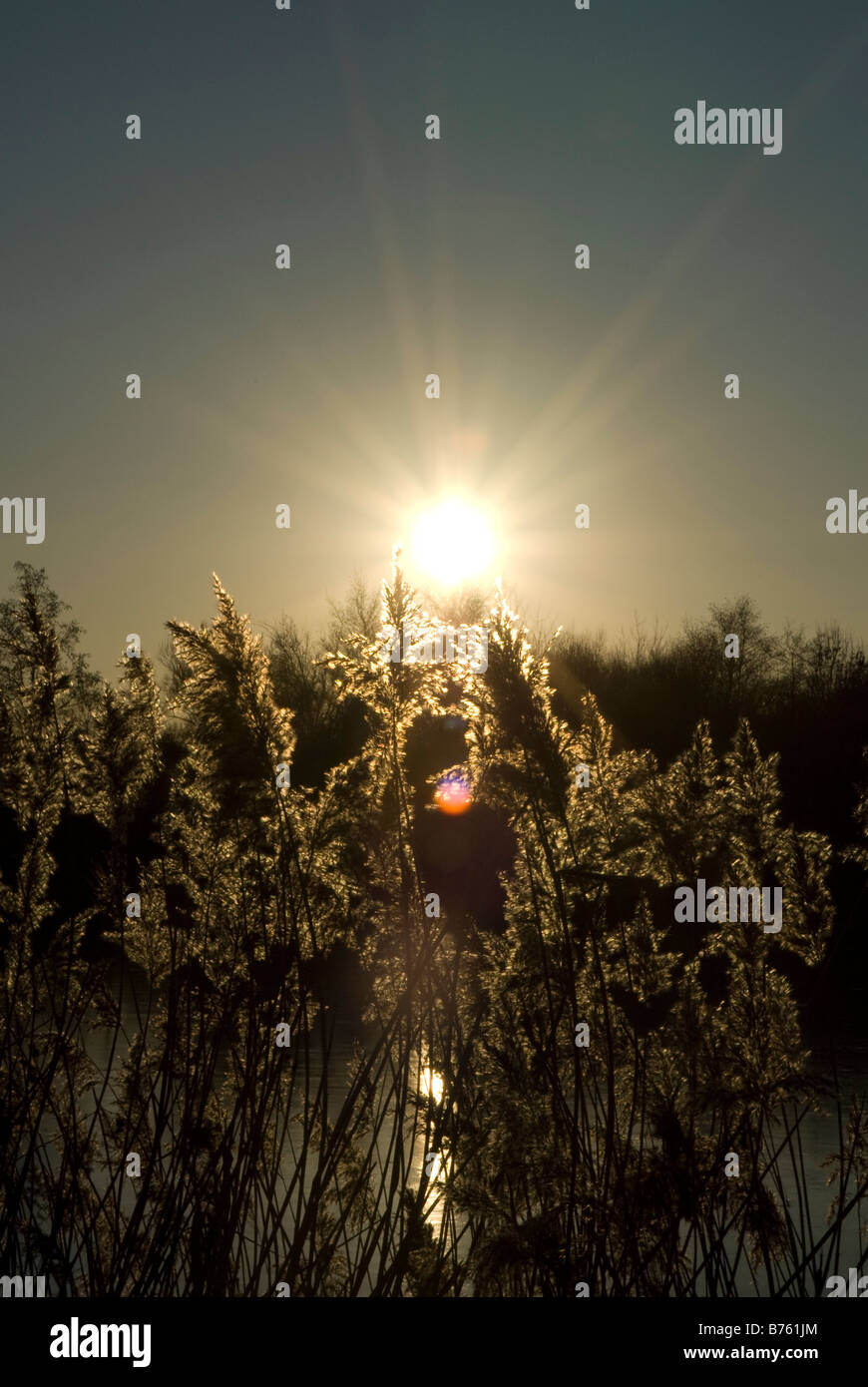 Plantes de l'eau d'un lac au coucher du soleil Banque D'Images