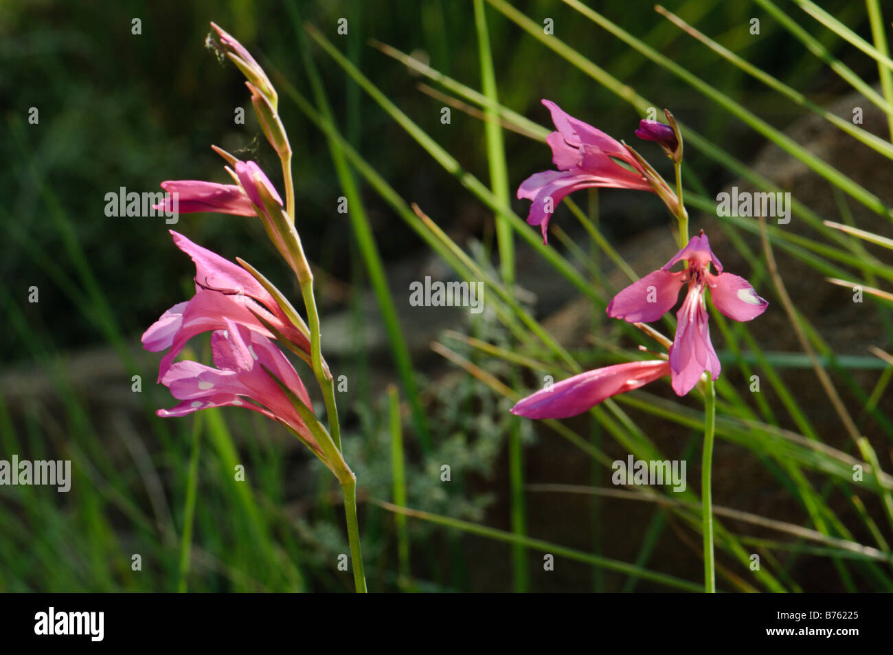 Glaïeul fleurs sauvages Espagne Banque D'Images