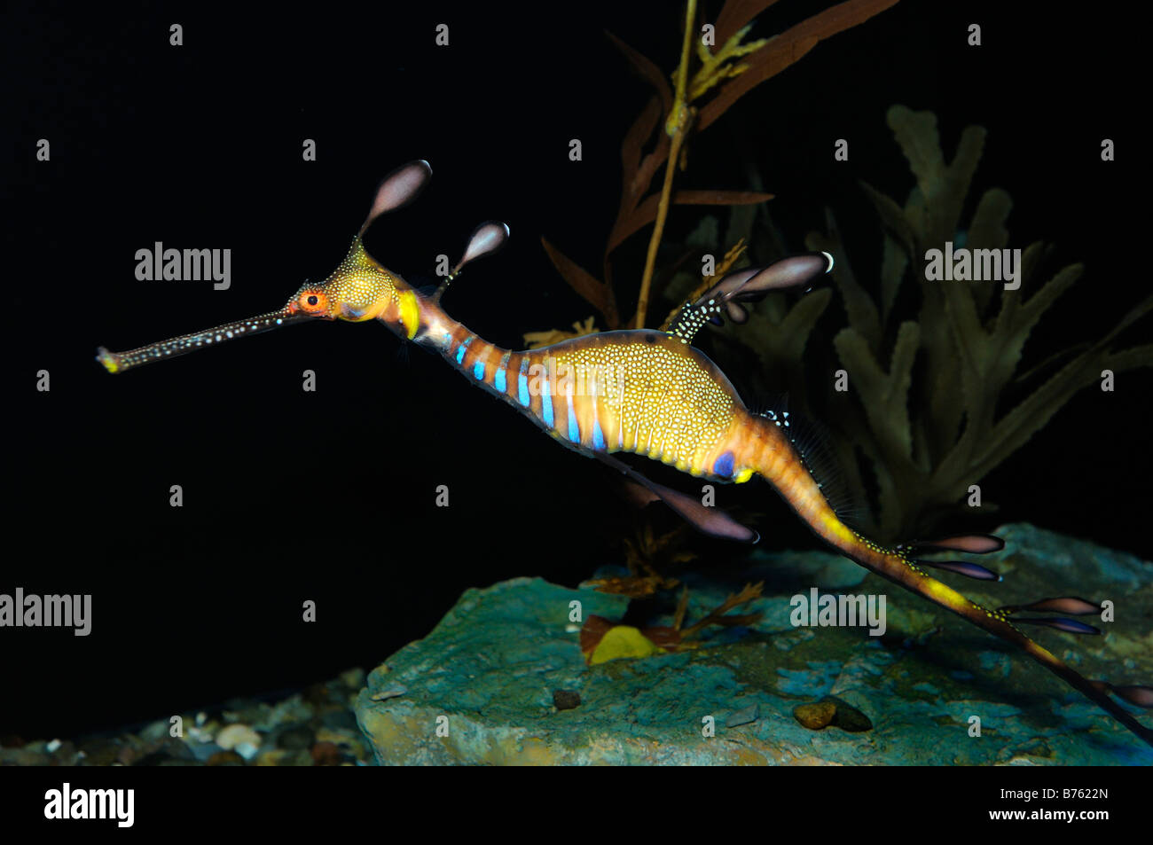 Sea Dragon de mauvaises herbes en captivité : Phyllopteryx taeniolatus Banque D'Images