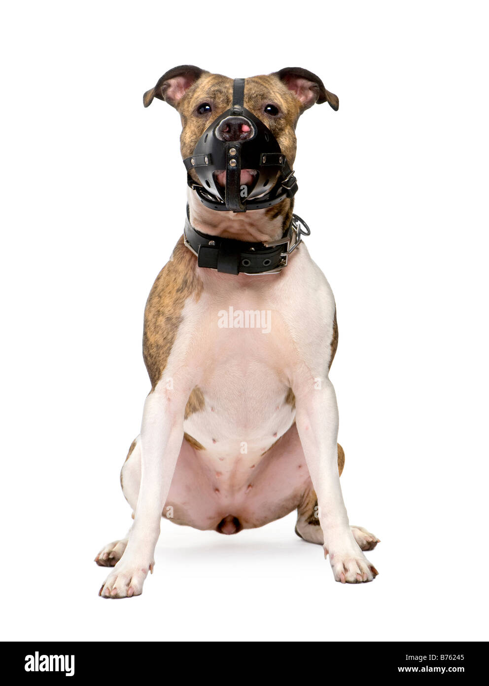 Bull Terrier 2 ans devant un fond blanc Banque D'Images