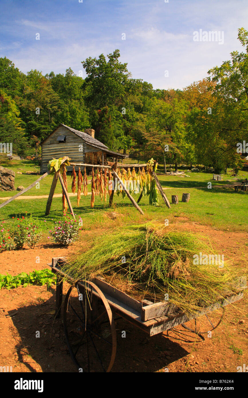 Le lin récolté et le séchage du tabac, les roches à bosse ferme, Blue Ridge Parkway, Virginia, USA Banque D'Images