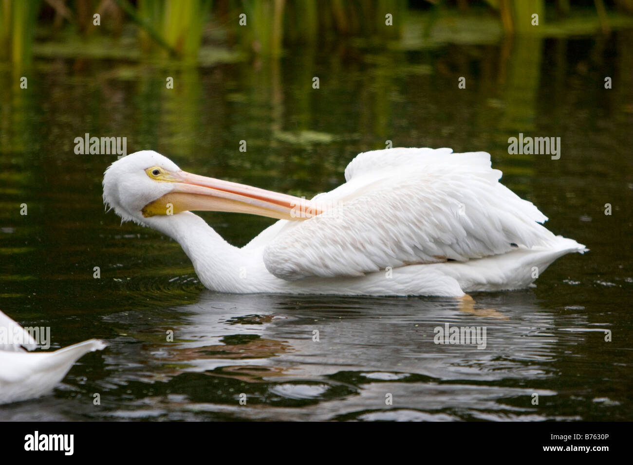 Un pélican blanc Pélican facturés ou rugueux Pelecanus erythrorhynchos dans l'est du Nebraska Le 23 septembre 2008 Banque D'Images