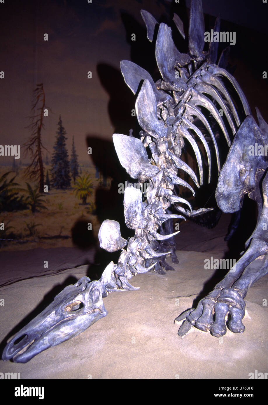 Dinosaure stégosaure Banque D'Images