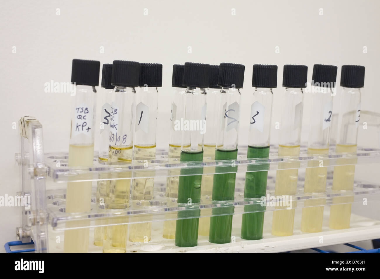 Test pour groupe des coliformes Bactéries appelé la méthode de fermentation  en tubes multiples Photo Stock - Alamy