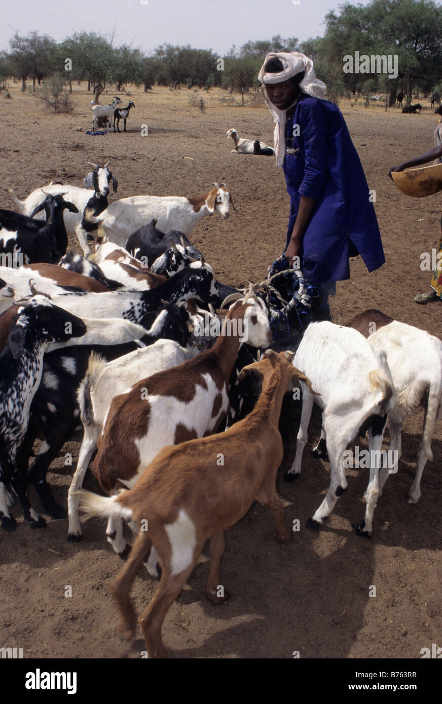 Akadaney, Niger, Afrique de l'Ouest. Garçon peul l'abreuvement du bétail dans les zones semi-arides du Sahel, le Centre du Niger. Banque D'Images