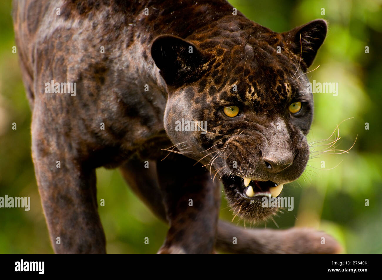 Black Panther ou jaguar Panthera onca Banque D'Images