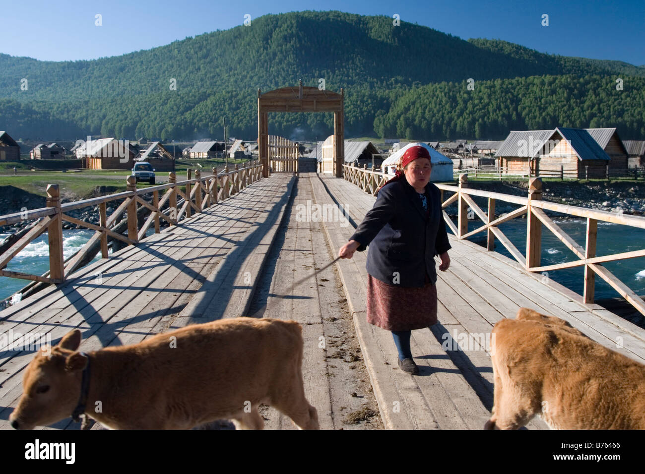 Une femme leader herder veaux vers les pâturages dans Hemu en Kanas parc national dans le Xinjiang en Chine. Banque D'Images