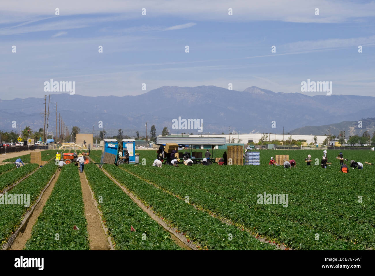 Champs de fraises en cours de récolte. Oxnard, Ventura County, Californie, USA Banque D'Images