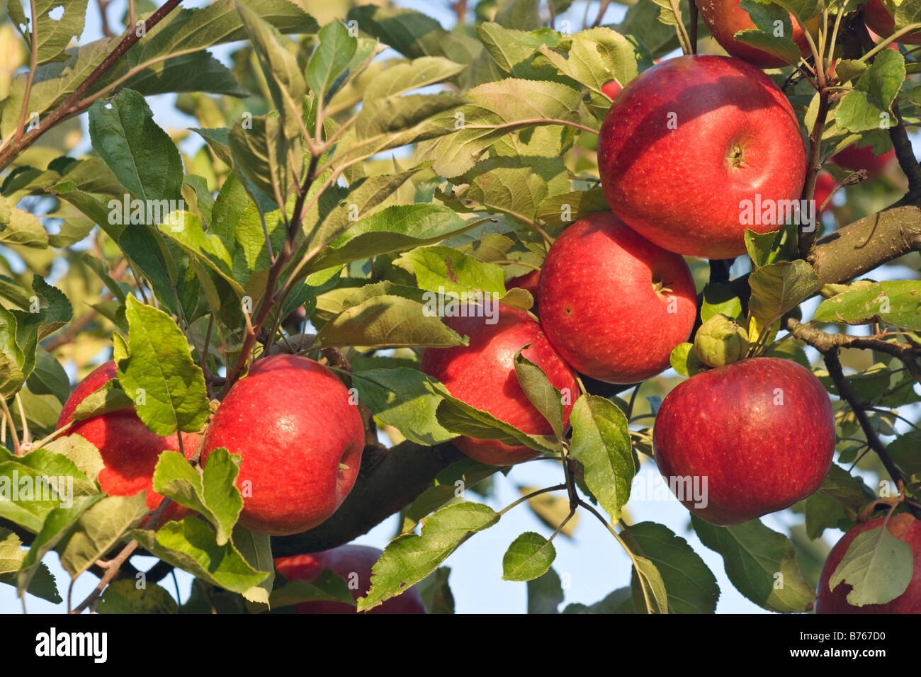 Spec Malus malus Malus domestica pommier pommettes pommes apple harvest Banque D'Images