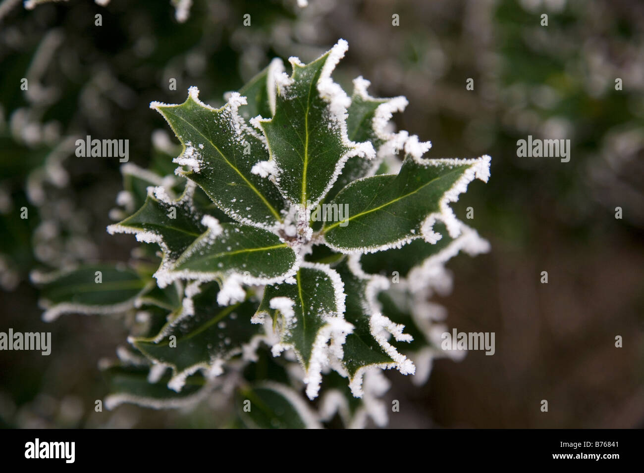 Un frost hoare couvre les feuilles d'un buisson de houx. Holly est traditionnellement associée à l'hiver et les décorations de Noël. Banque D'Images