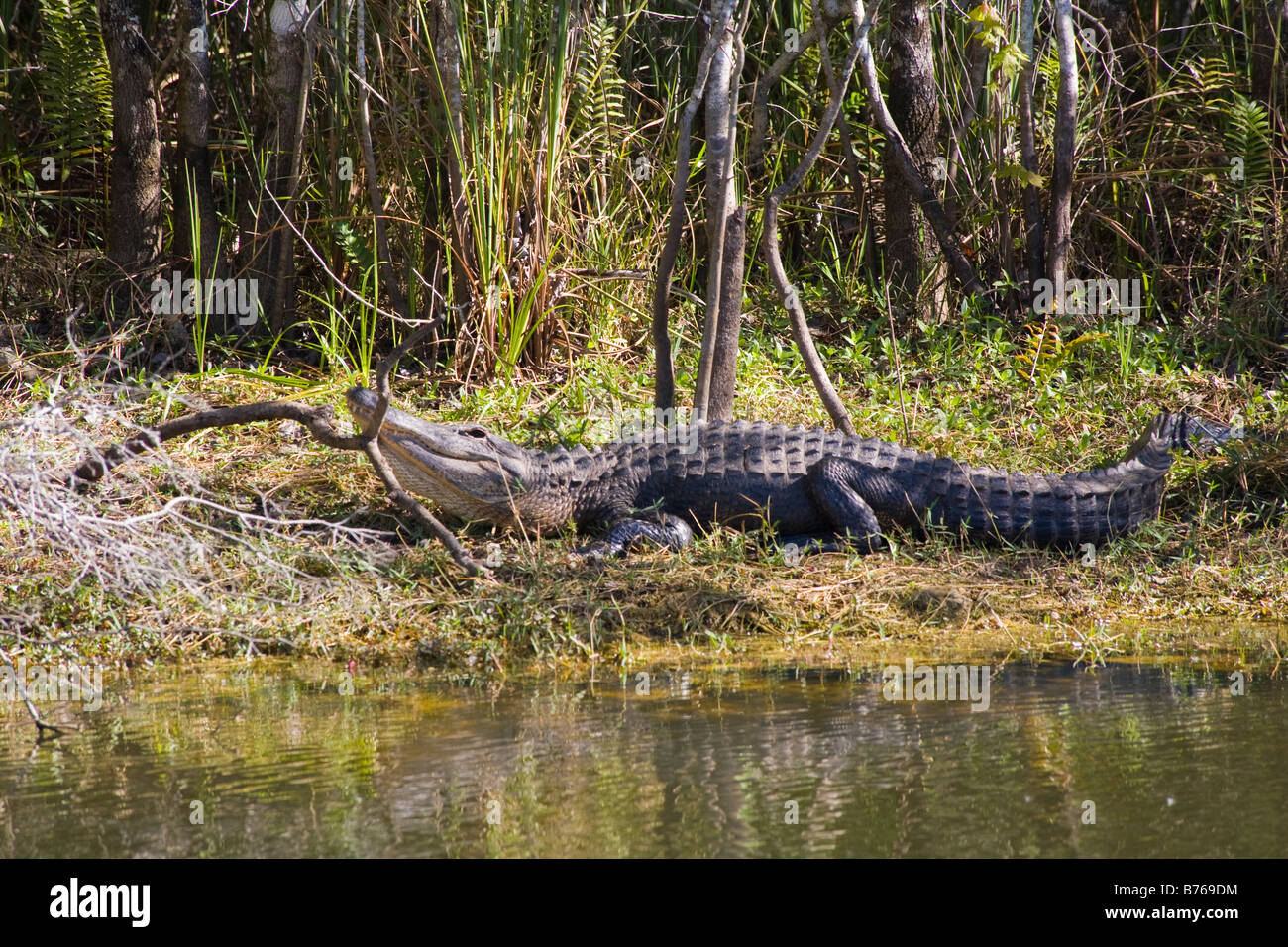 Alligator Alligator mississippiensis de prendre du soleil sur la rive le long de la rivière Turner Road à Big Cypress National Preserve, fL Banque D'Images