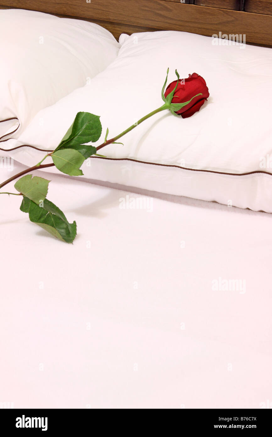 Seule longue tige rose rouge portant sur l'oreiller Photo Stock - Alamy