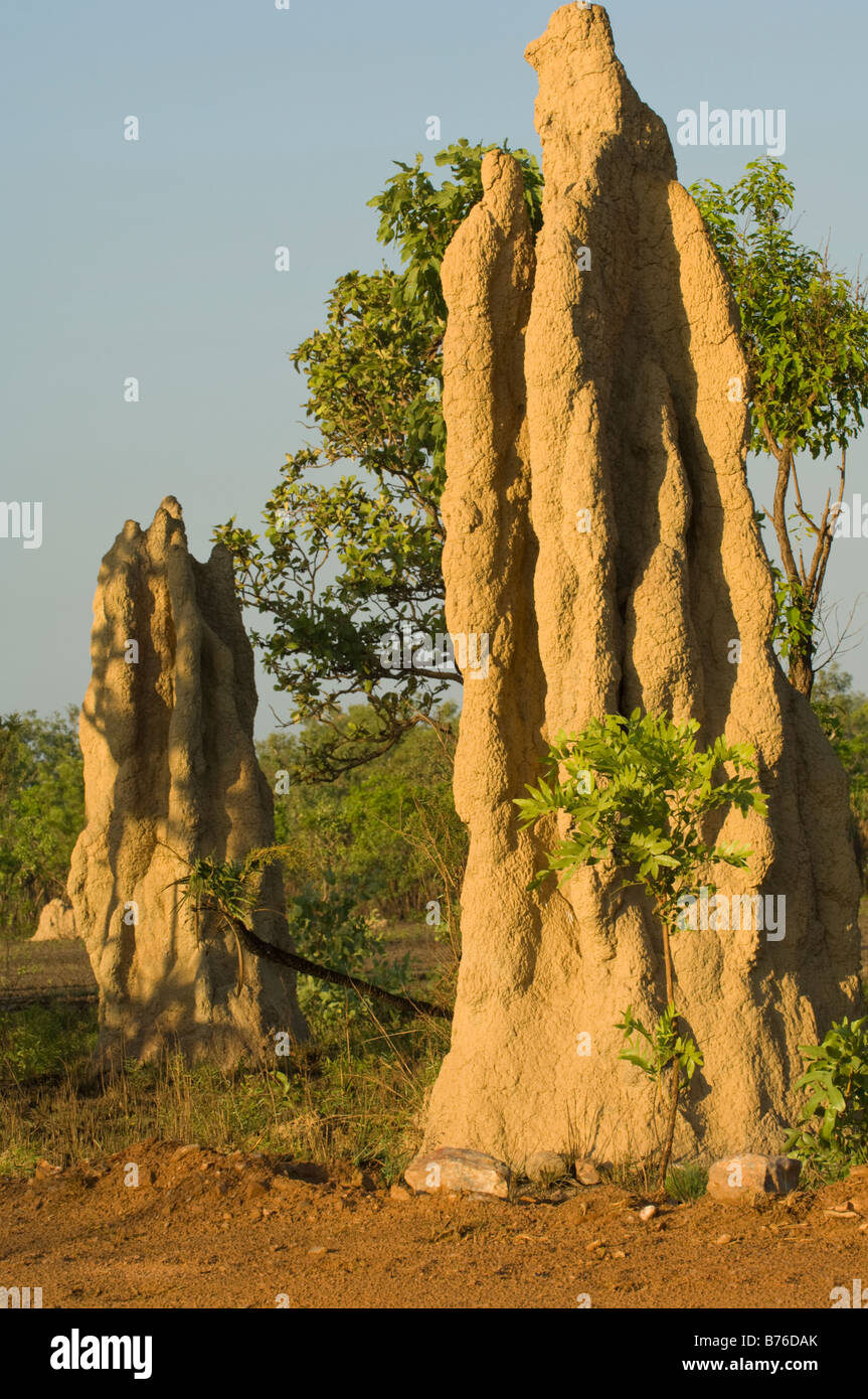 Les termites Nasutitermes triodiae cathédrale au nord de Lichfield National Park Australie Territoire du Nord Banque D'Images