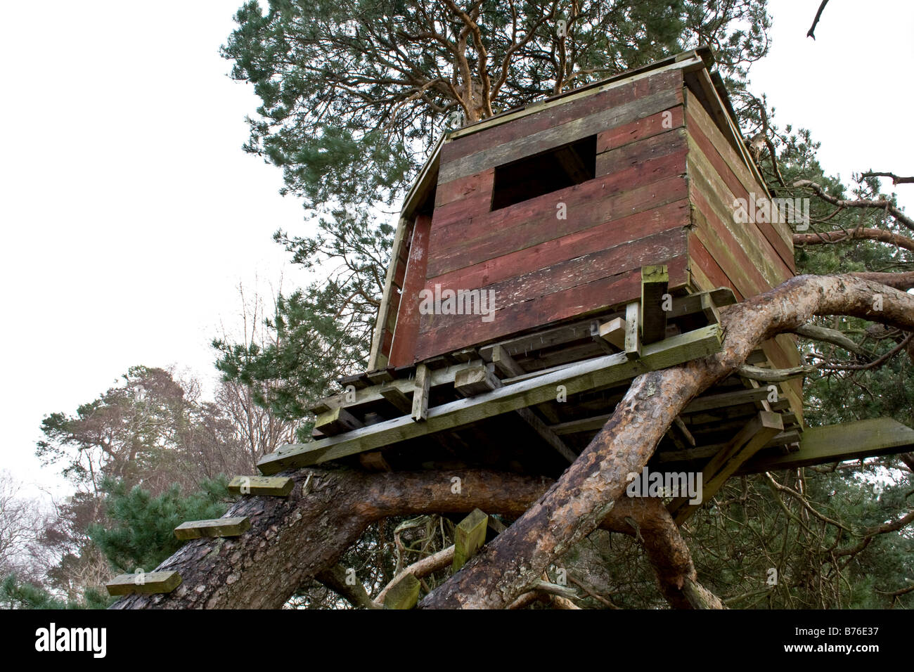 Treehouse en bois en haut d'un vieil arbre noueux en Ecosse Banque D'Images