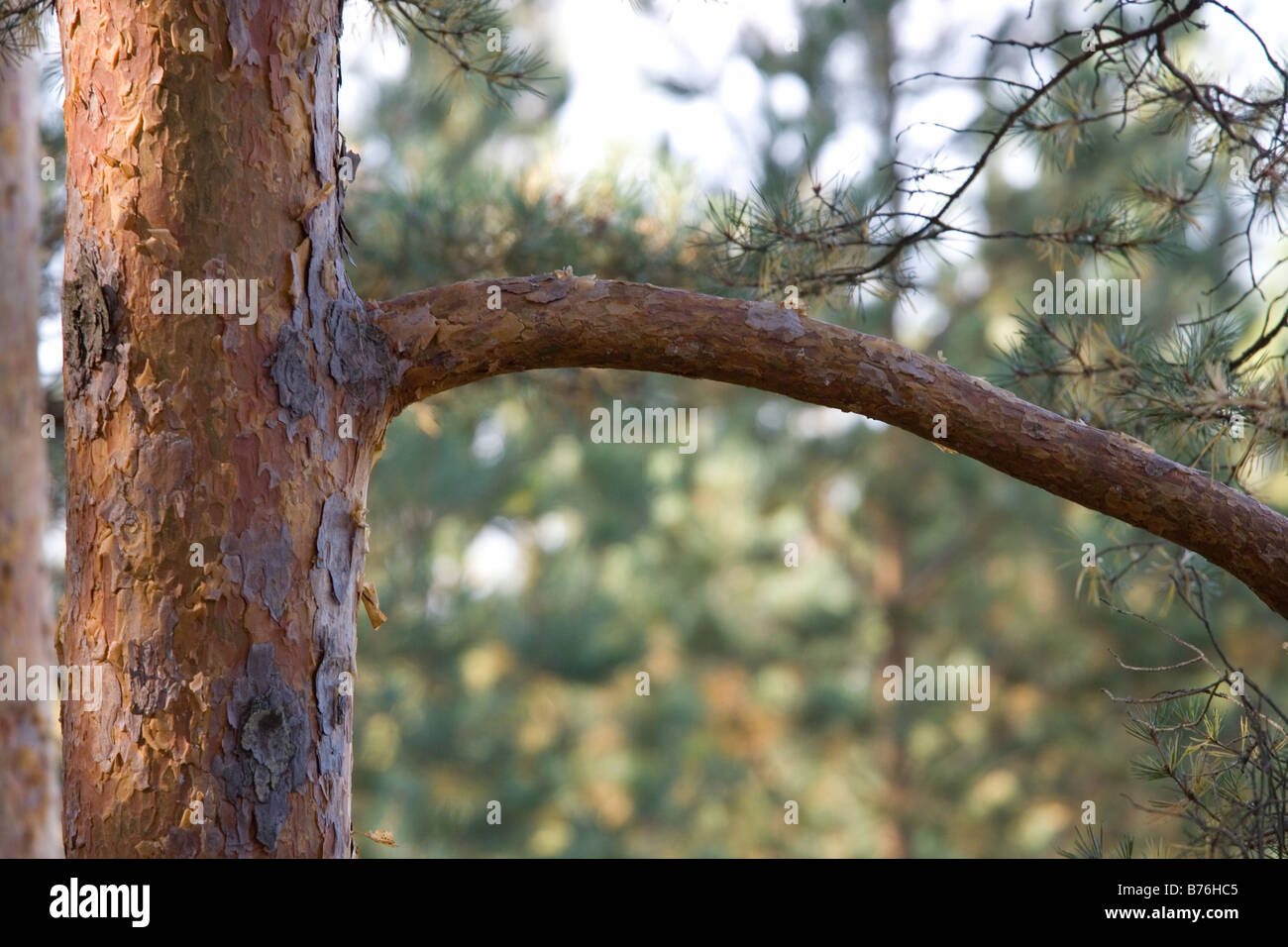 Meenikunno Tree-Trunk, réserve du paysage en Estonie Europe Banque D'Images