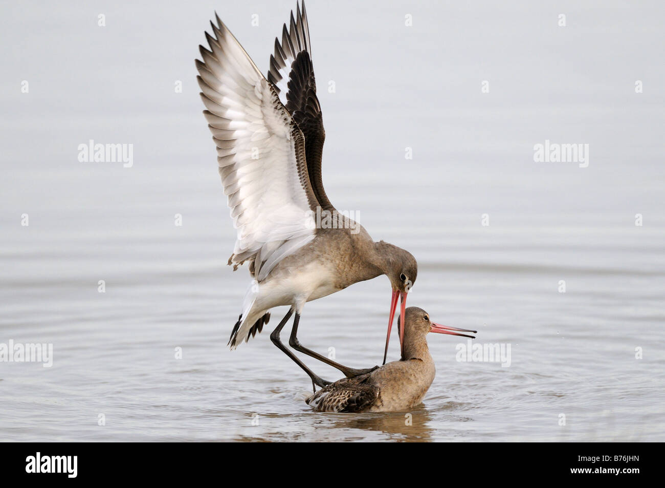 Les barges à queue noire Limosa limosa deux oiseaux se battre dans de l'eau Décembre Royaume-uni Norfolk Banque D'Images
