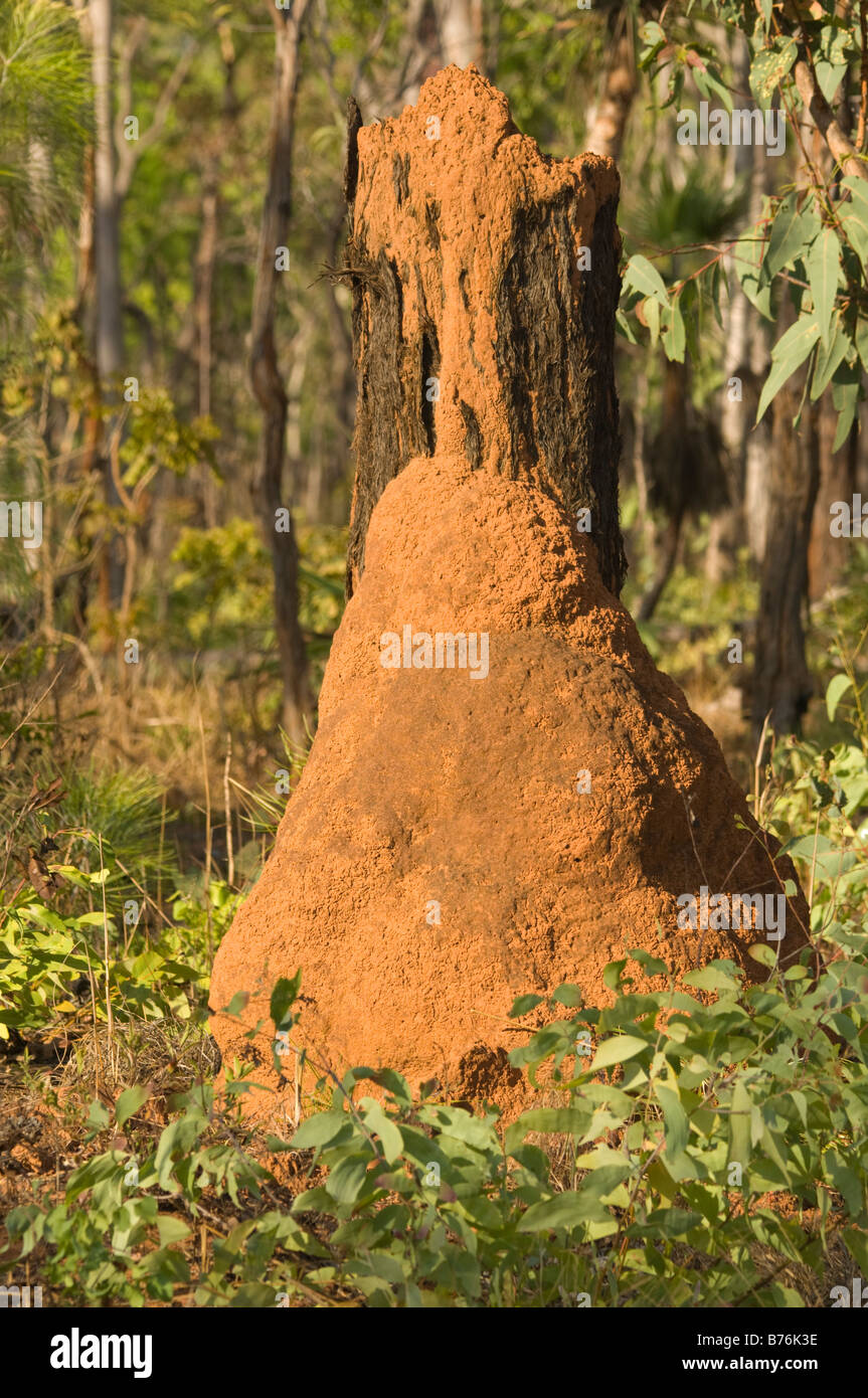 Tree-termite Coptotermes acinaciformis (tuyauterie) mont construire à la base de l'arbre Lichfield N.P. Territoire du Nord Australie Banque D'Images