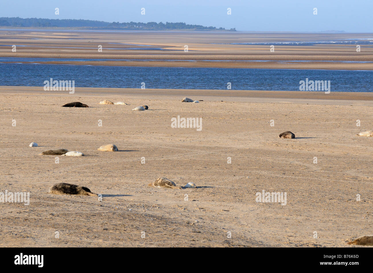 Phoque gris Halichoerus grypus colonie avec petits au beach avec distance littoral Point Blakeney Décembre Royaume-uni Norfolk Banque D'Images