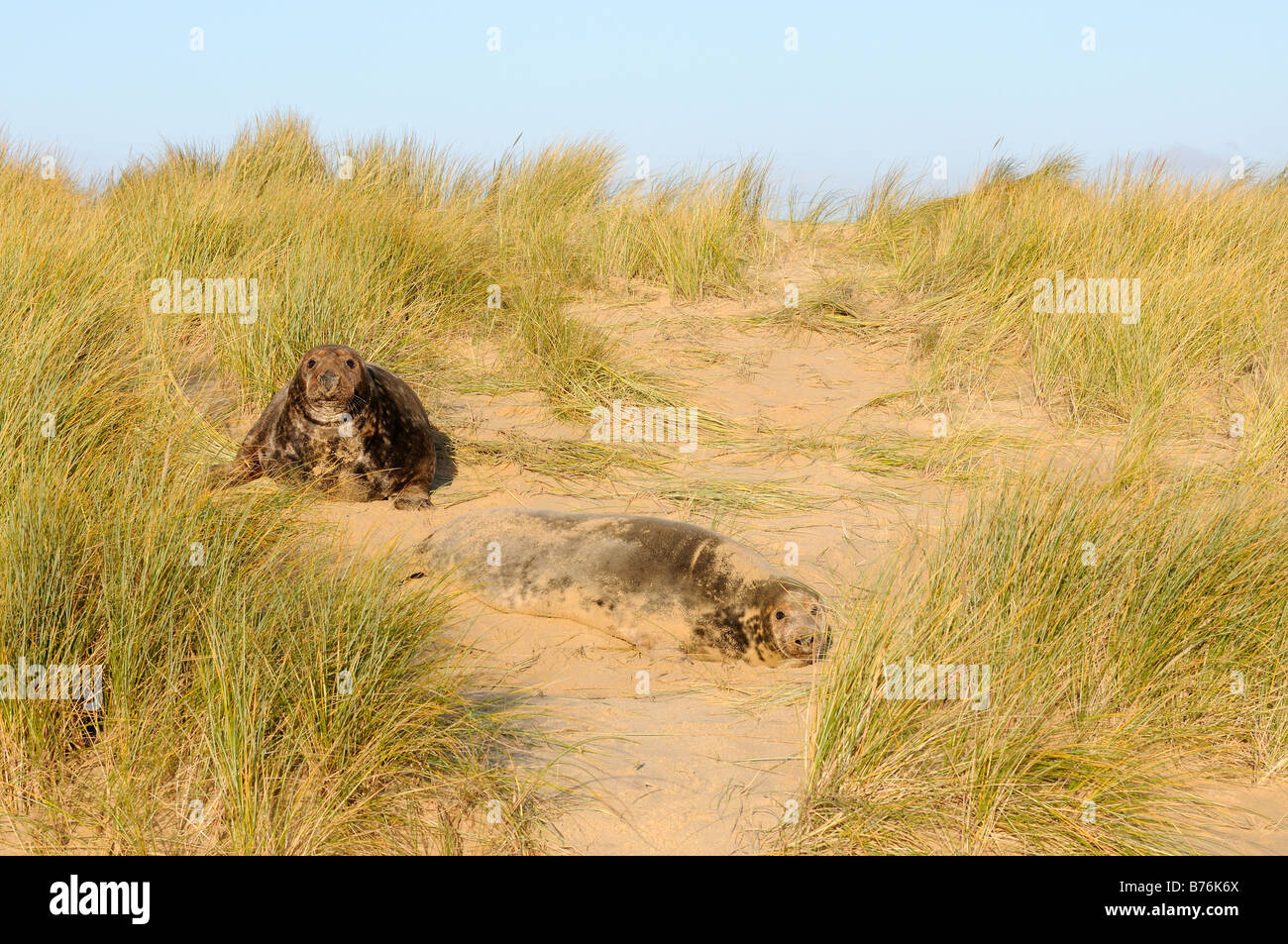 Phoque gris Halichoerus grypus entre mâles et femelles des dunes de Blakeney Point Norfolk UK Décembre Banque D'Images