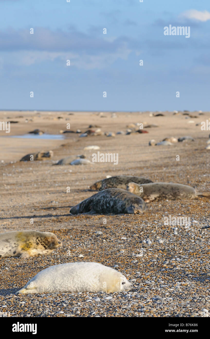 Phoque gris Halichoerus grypus colonie avec petits au beach pup en premier plan Norfolk UK Décembre Banque D'Images