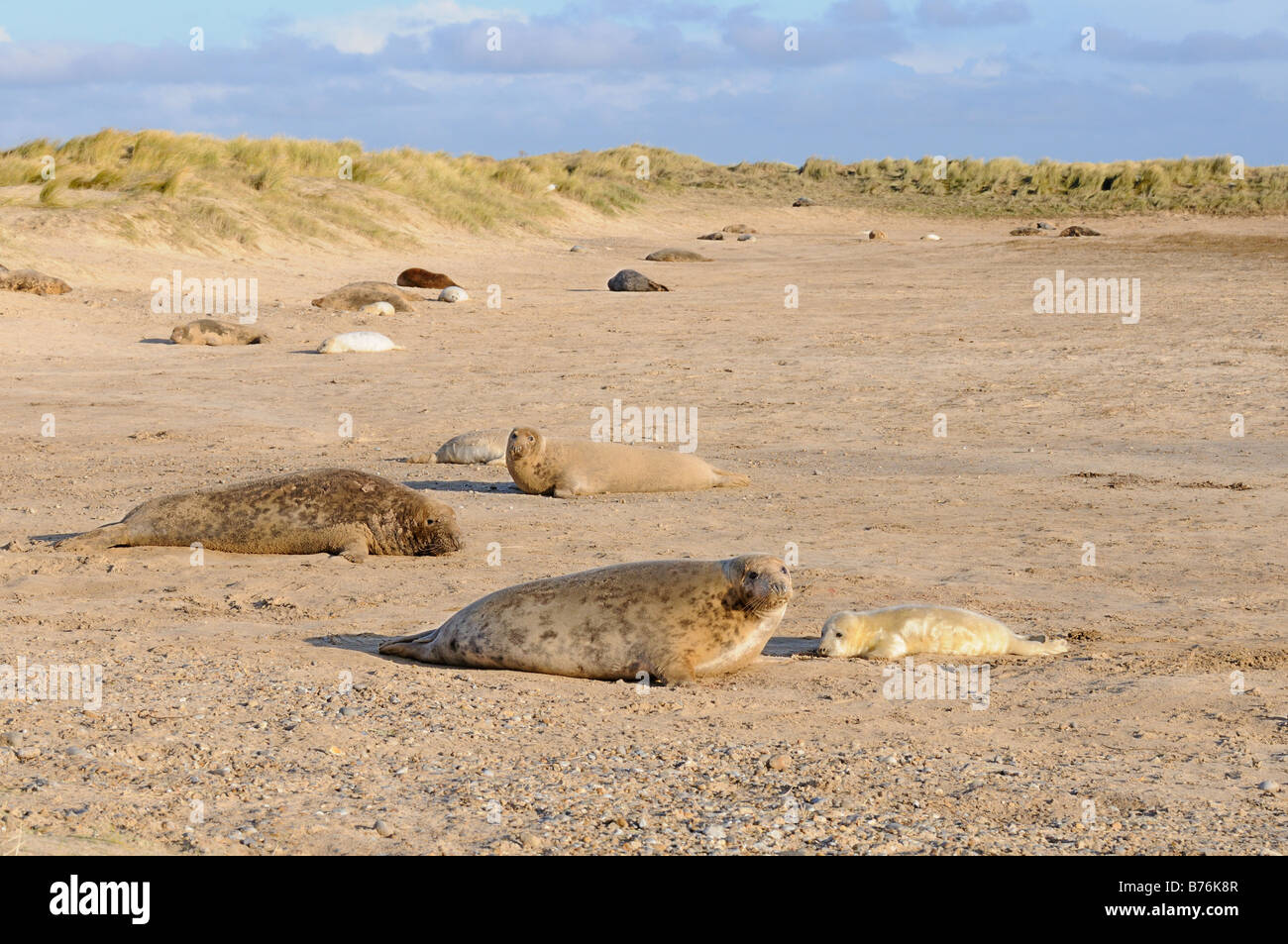 Phoque gris Halichoerus grypus colonie avec petits chez les lettes de dunes Blakeney Point Norfolk UK Décembre Banque D'Images