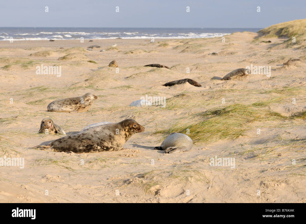 Phoque gris Halichoerus grypus colonie avec petits parmi les dunes côtières Blakeney Point Norfolk UK Décembre Banque D'Images