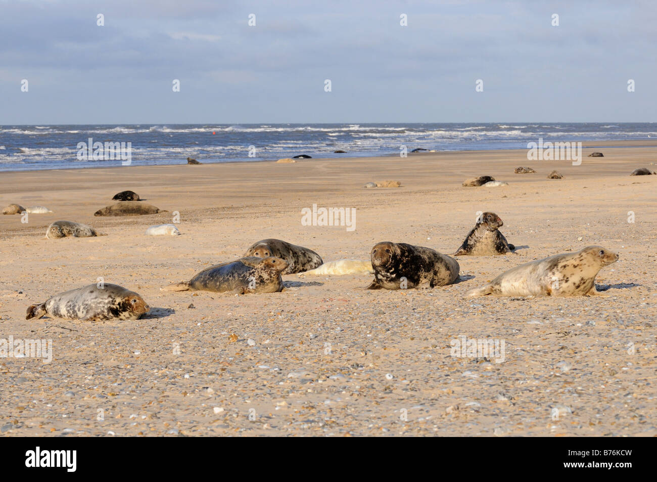 Phoque gris Halichoerus grypus colonie avec petits au point plage Blakeney Décembre Royaume-uni Norfolk Banque D'Images