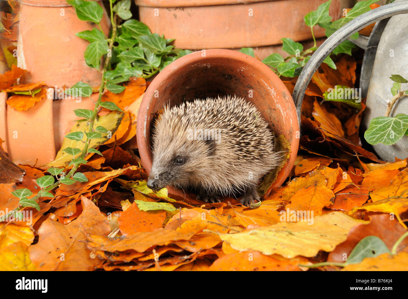 Hérisson erinaceus europaeus en quête de nourriture en jardin urbain entre les pots de terre cuite et les feuilles d'automne UK Banque D'Images