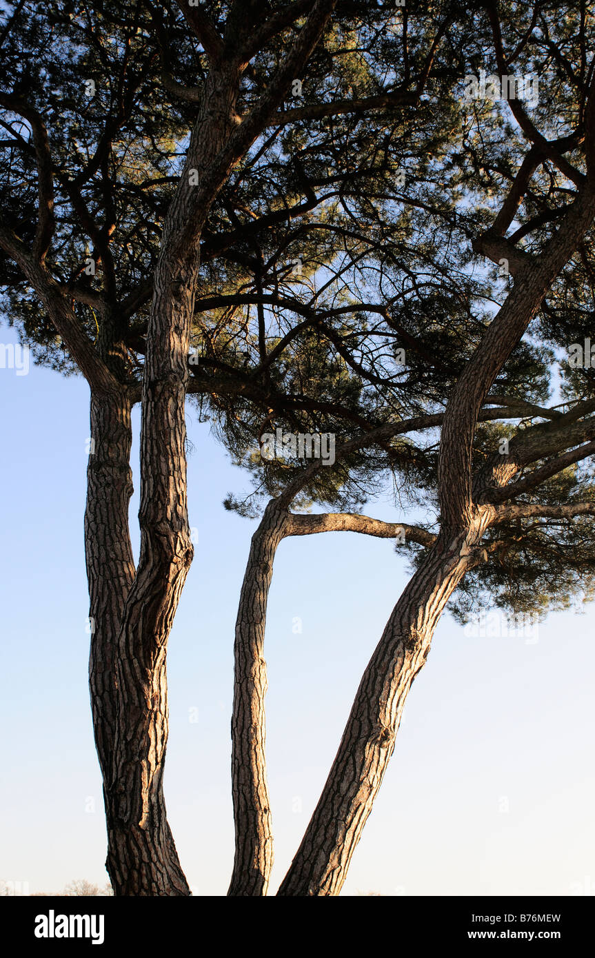 L'Arole Pinus pinea pin parasol Hampton Court motif Surrey Banque D'Images