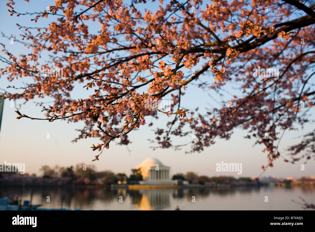 Les fleurs de cerisier fleurissent le long du bassin de marée au lever du soleil à Washington, DC le jeudi 30 mars, 2006. Banque D'Images