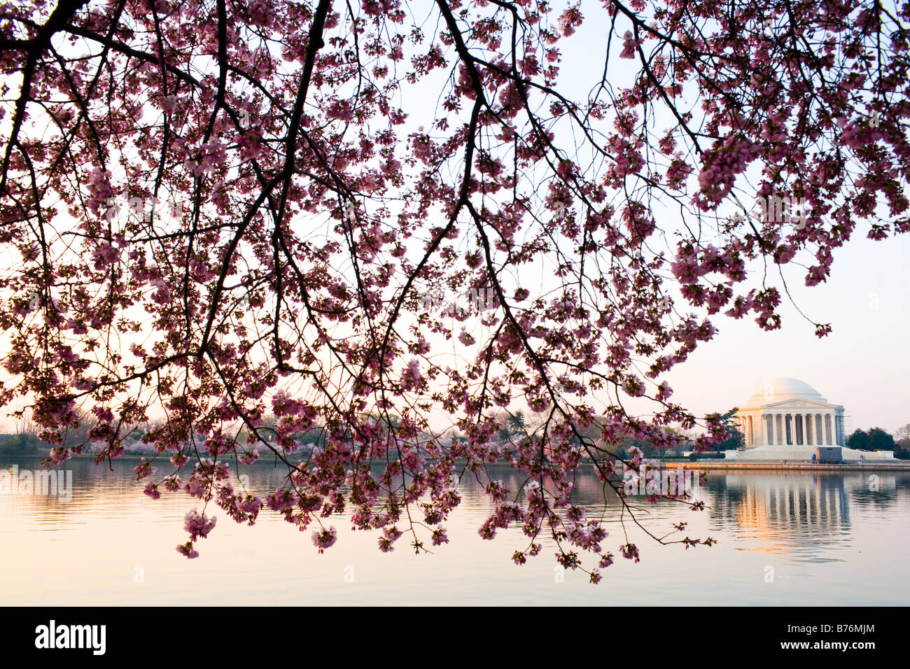 Les fleurs de cerisier fleurissent le long du bassin de marée au lever du soleil à Washington, DC le jeudi 30 mars, 2006. Banque D'Images