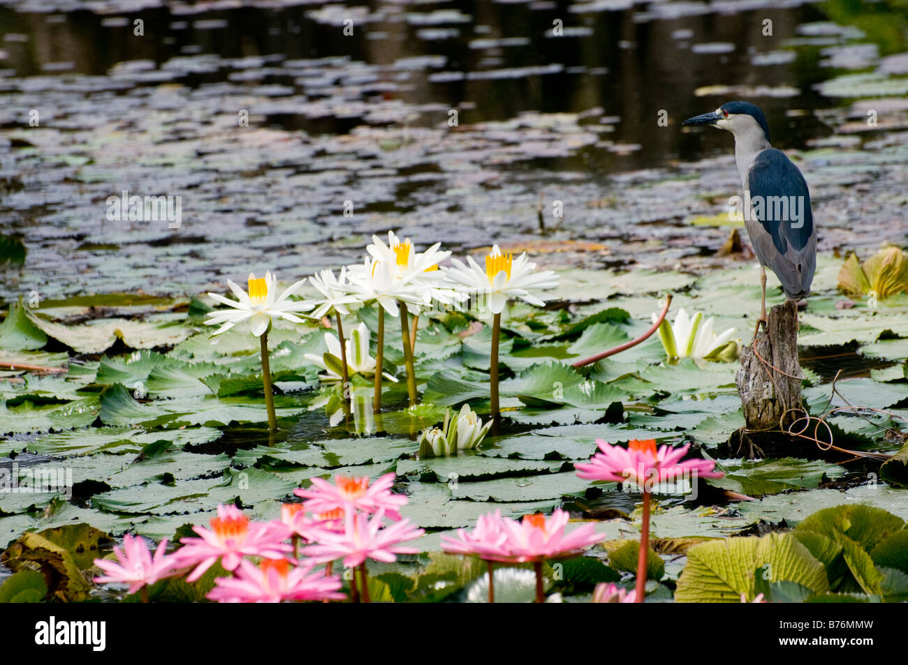 Bihoreau gris Nycticorax nycticorax Banque D'Images