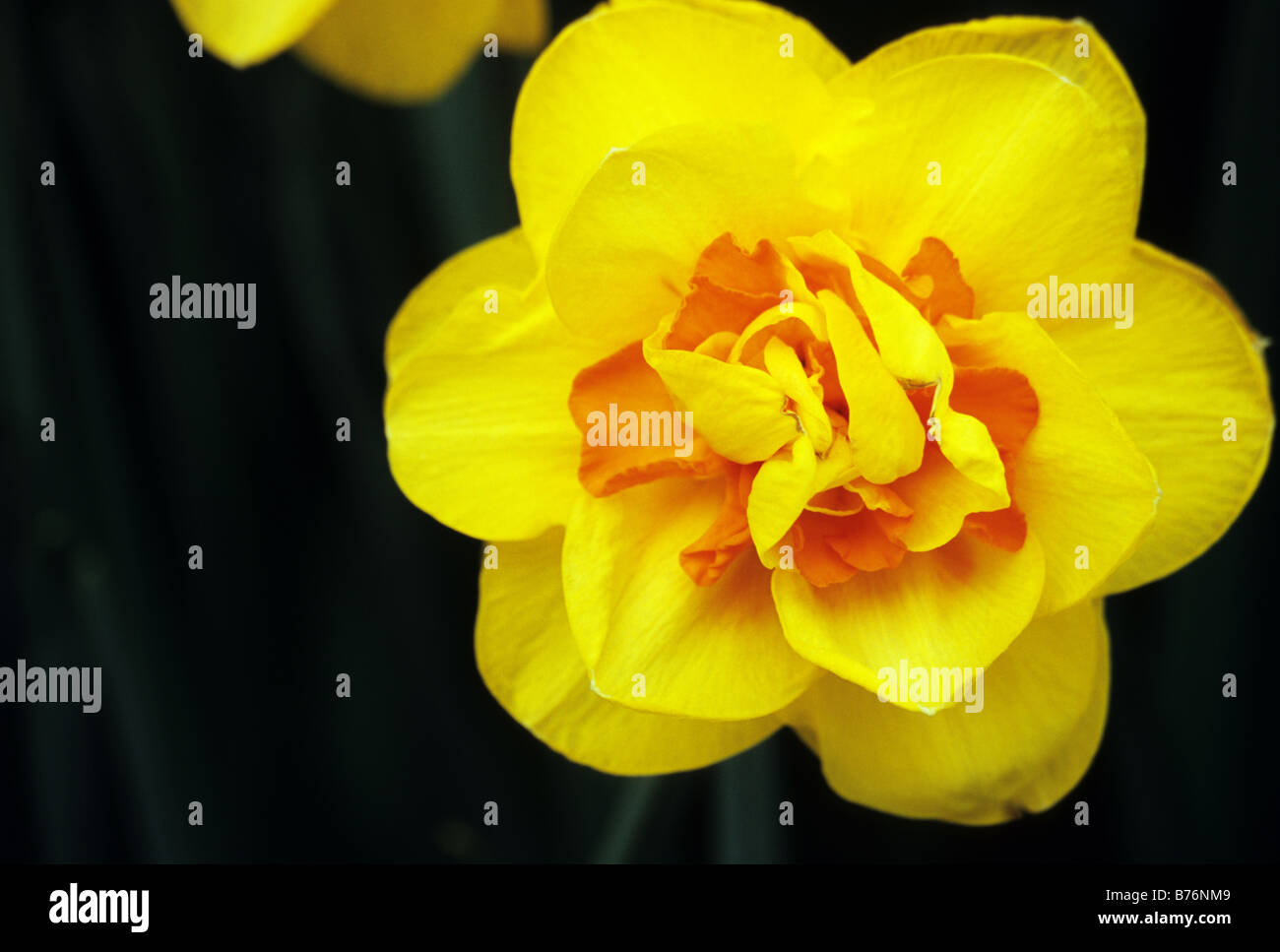 Narcisse à jour photographié à jardins de Keukenhof à Lisse, aux Pays-Bas Banque D'Images