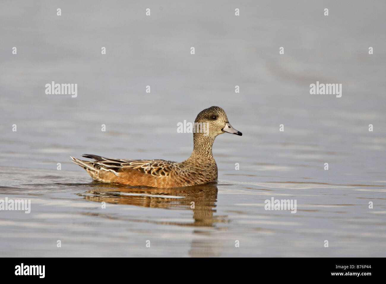 Canard Canard d'une femelle Banque D'Images