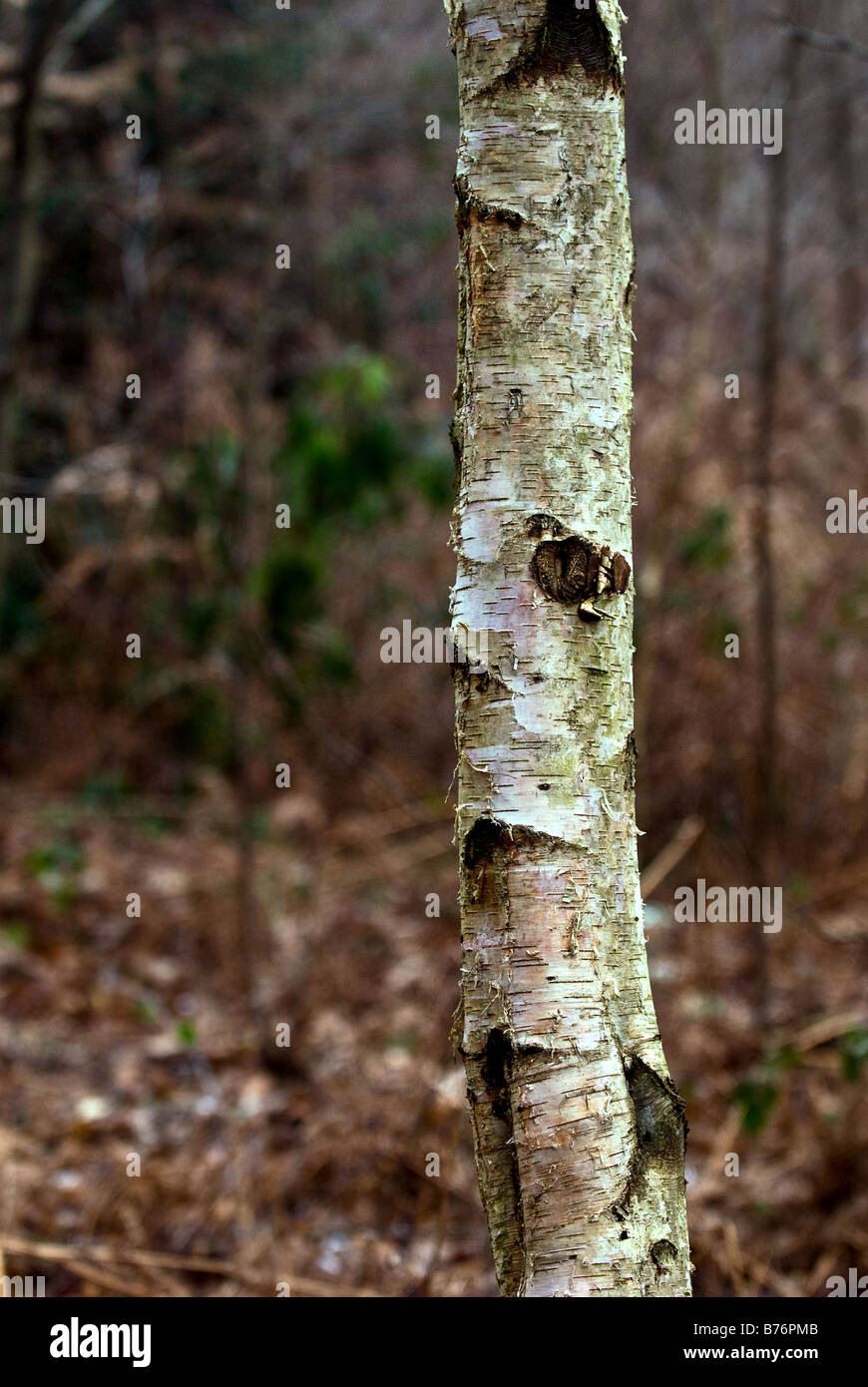 Le tronc d'un bouleau blanc arbre dans un bois. Banque D'Images