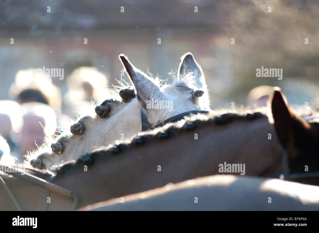 Teh Lacock Avon Vale hunt le lendemain Banque D'Images