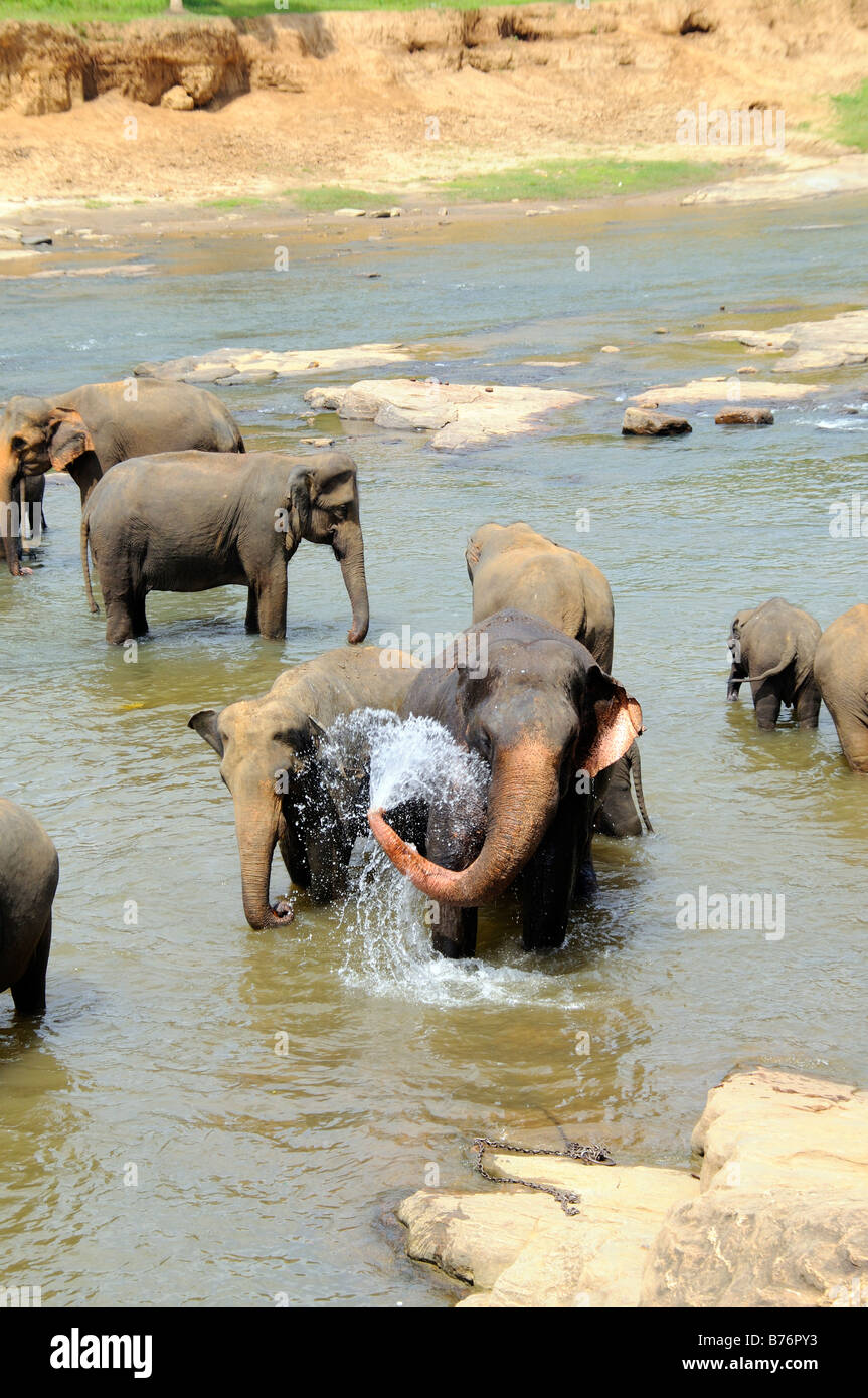 De l'eau fontaine des éléphants Banque D'Images