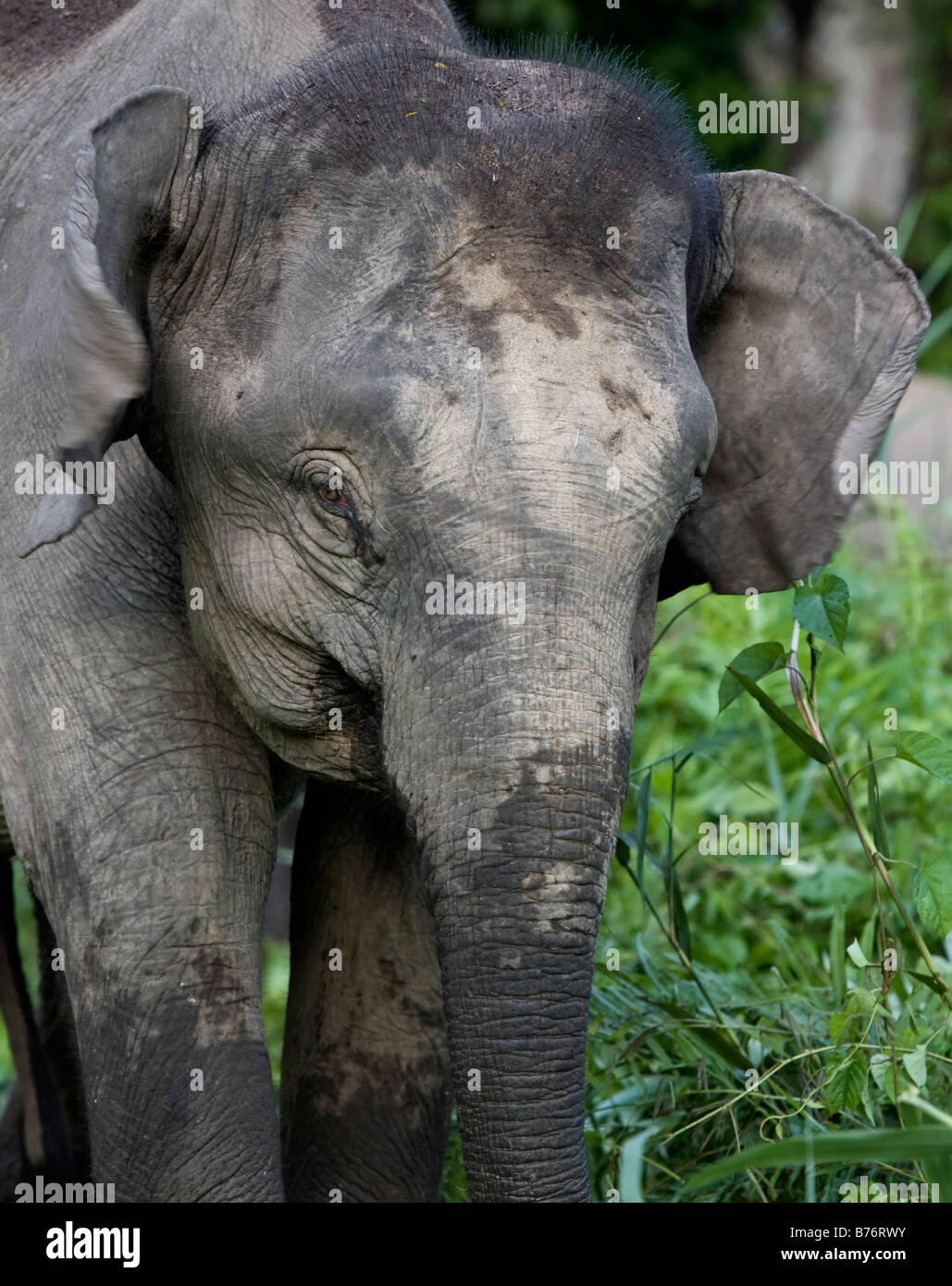 Eléphant pygmée (Elepha maximus borneensis) visage. Kinabatang, Bornéo, Sarawak. Banque D'Images