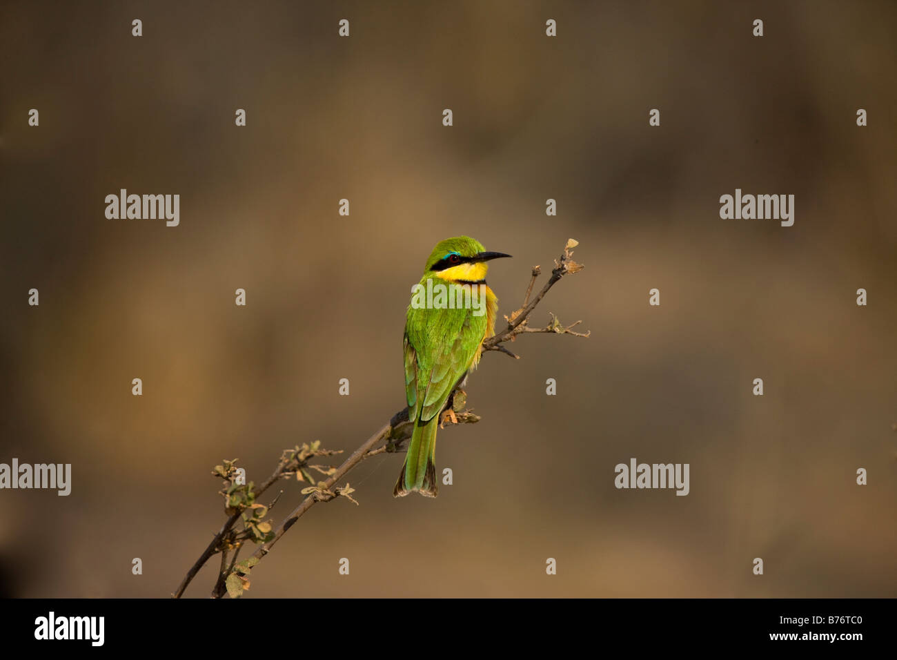 Little Bee-eater perché sur une branche dans la réserve de chasse de Mahenga, Namibie Banque D'Images