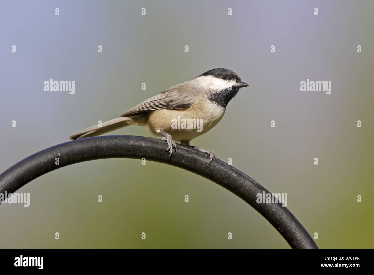 Carolina Chickadee sur convoyeur de jardin Banque D'Images