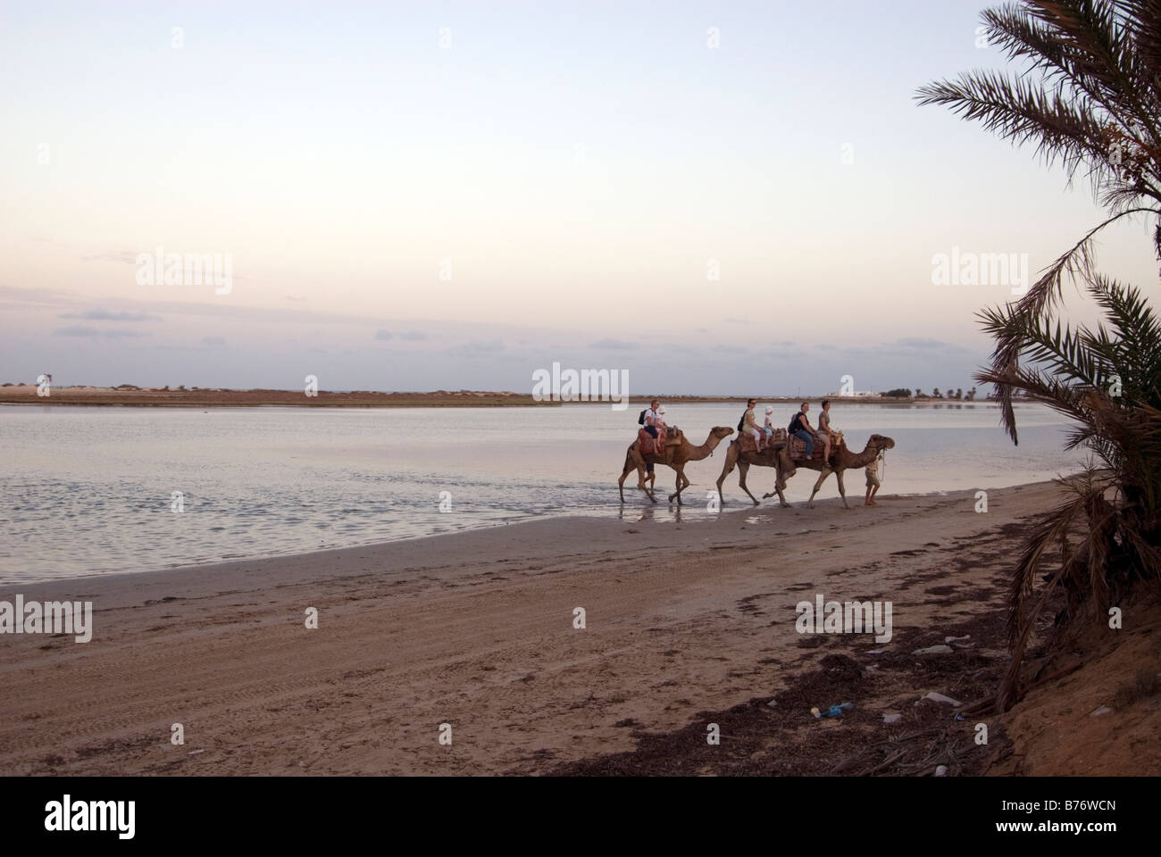 À dos de chameau au coucher du soleil à Djerba tunisie Banque D'Images