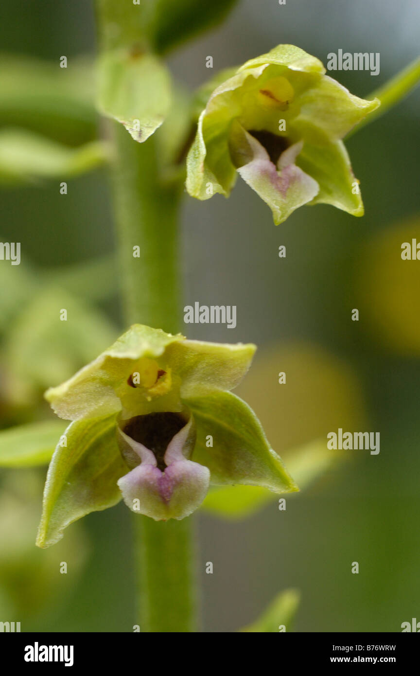 Les lèvres étroites, Helleborine epipactis leptochila Banque D'Images