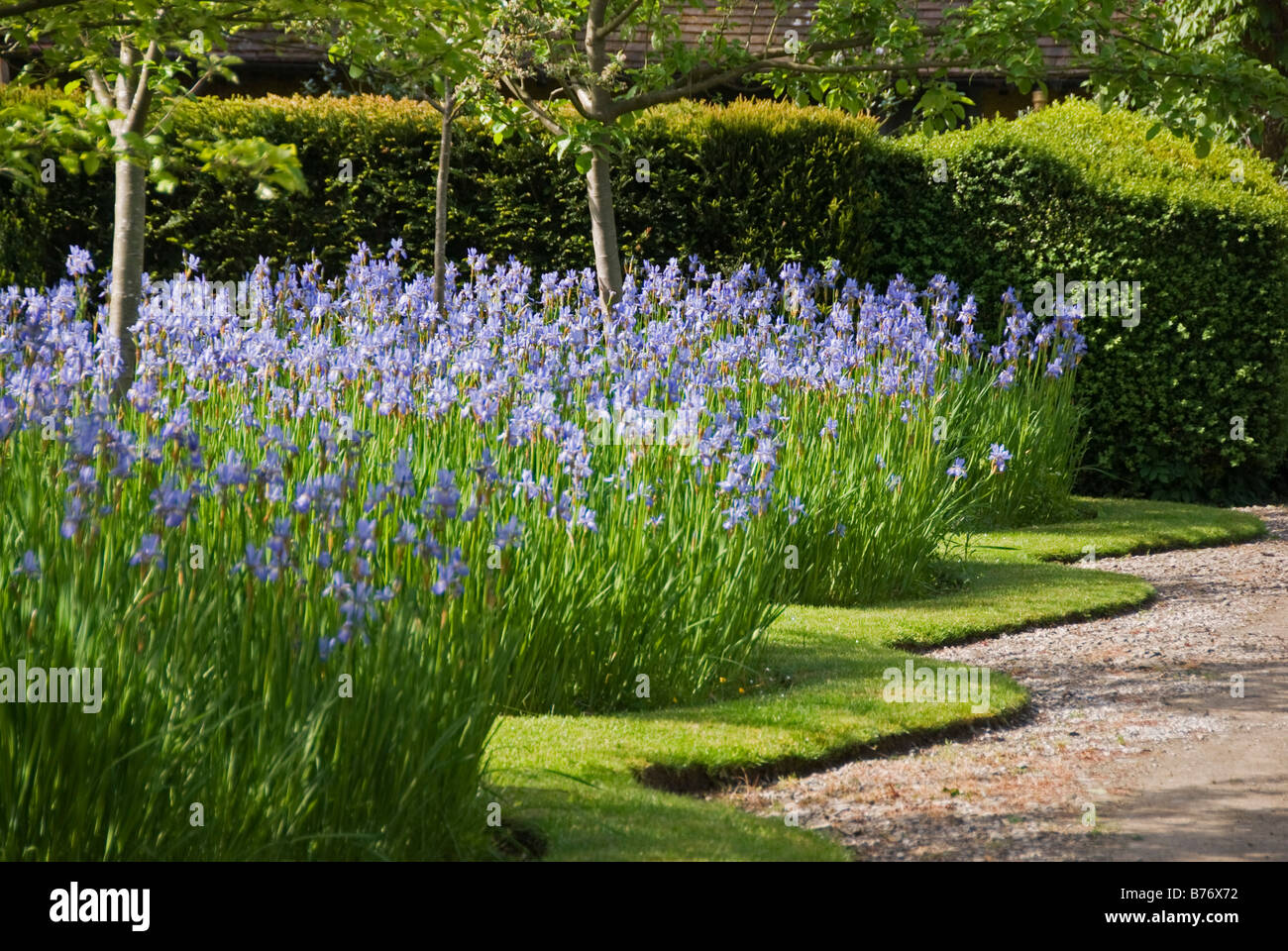 Bryan's Ground Garden, Herefordshire, Royaume-Uni, vu en 2008 avant la construction du canal. Iris sibirica (Iris sibérien) aligne l'approche de la maison Banque D'Images