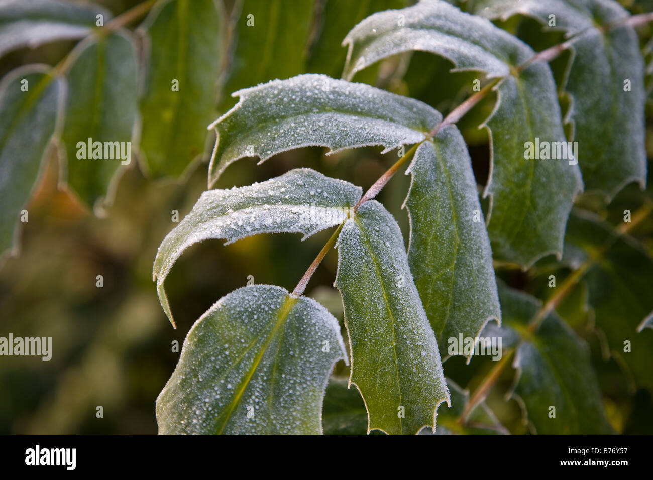 Close-up d'un Mahonia japonica en hiver avec un léger recouvrement de gel, Surrey, Angleterre. Banque D'Images