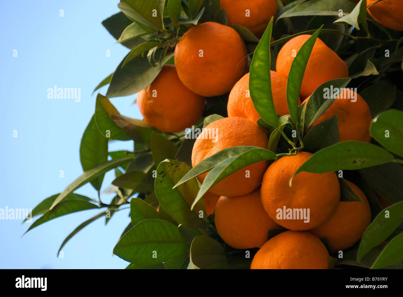 Arbre orange dans la ville de Valence Espagne Banque D'Images