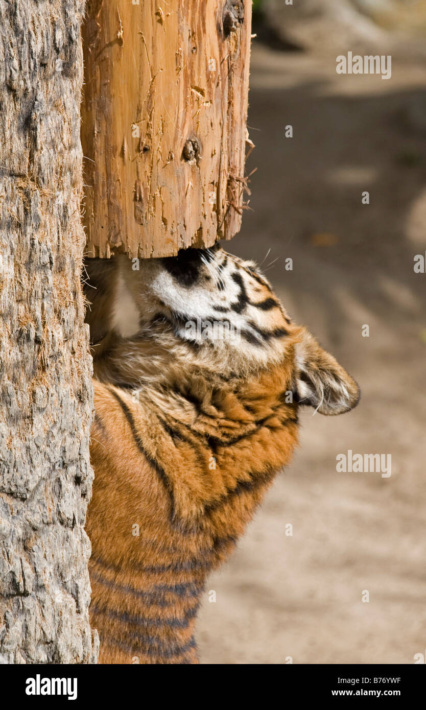 Tigre de Sumatra Cub rayures un arbre en captivité Banque D'Images